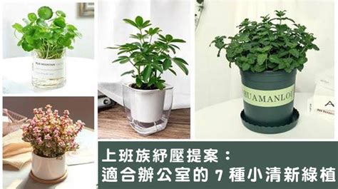 辦公室植栽推薦|「辦公桌植物」推薦這5種！「翡翠木」招財好運來，。